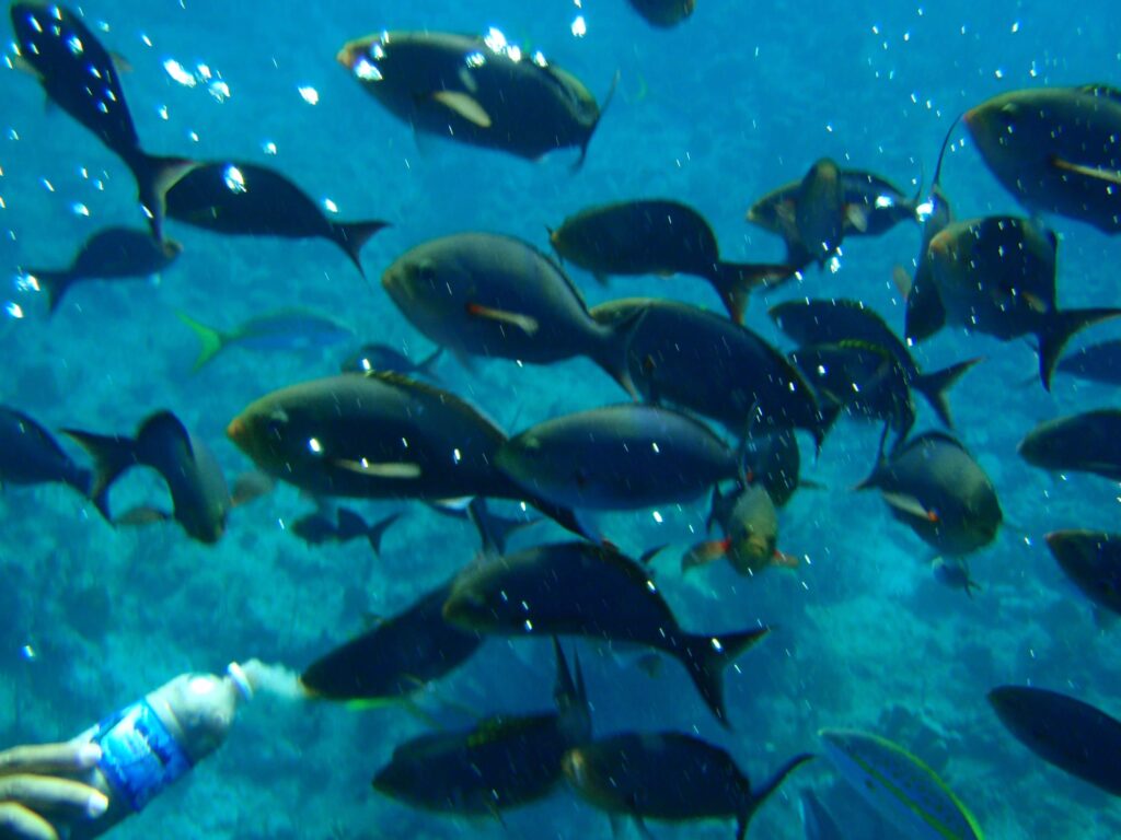 Snorkel túra a Round Cay-nél és a Horseshoe Reef-nél