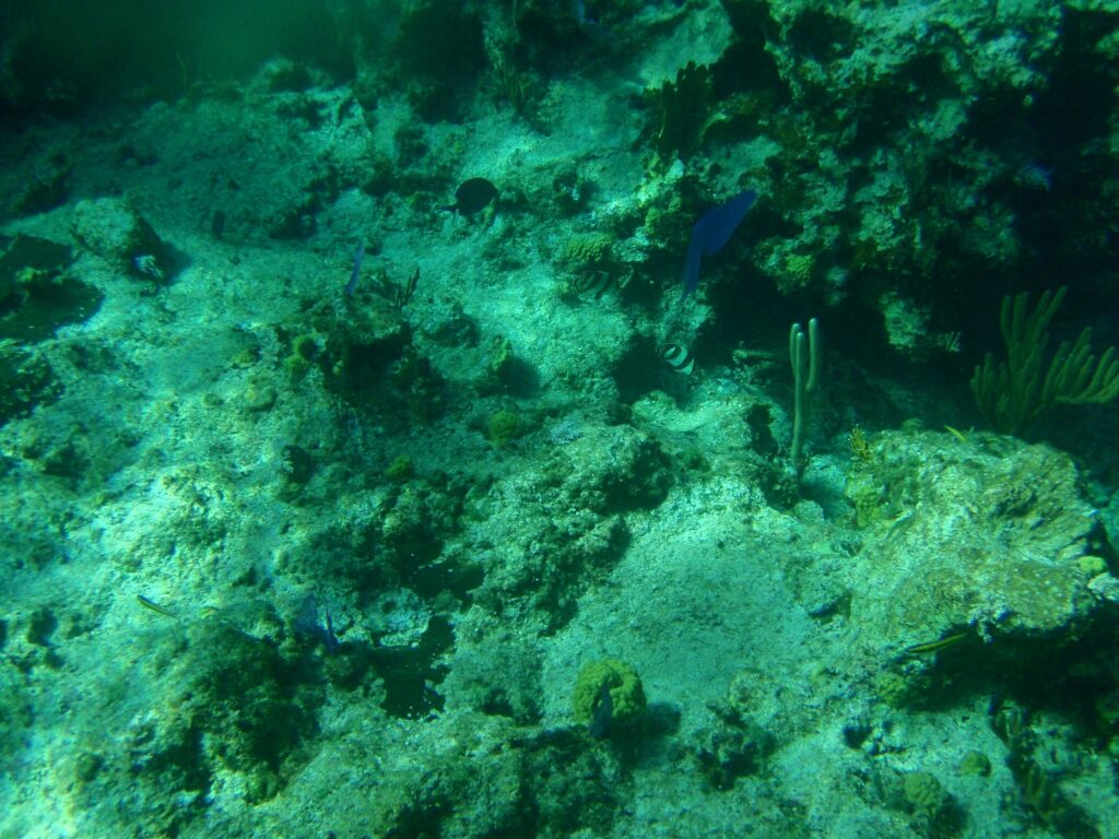 Snorkel túra a Round Cay-nél és a Horseshoe Reef-nél