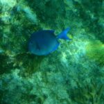 Snorkel túra a Round Cay-nél és a Horseshoe Reef-nél