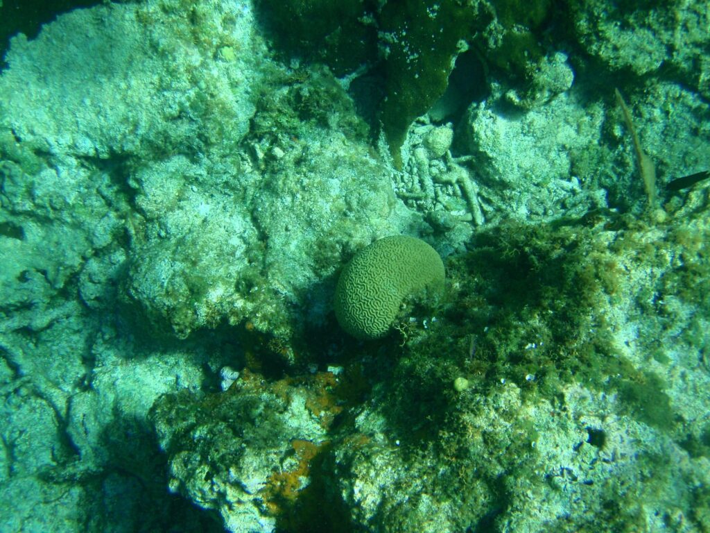 Snorkel túra a Round Cay-nél és a Horseshoe Reef-nél