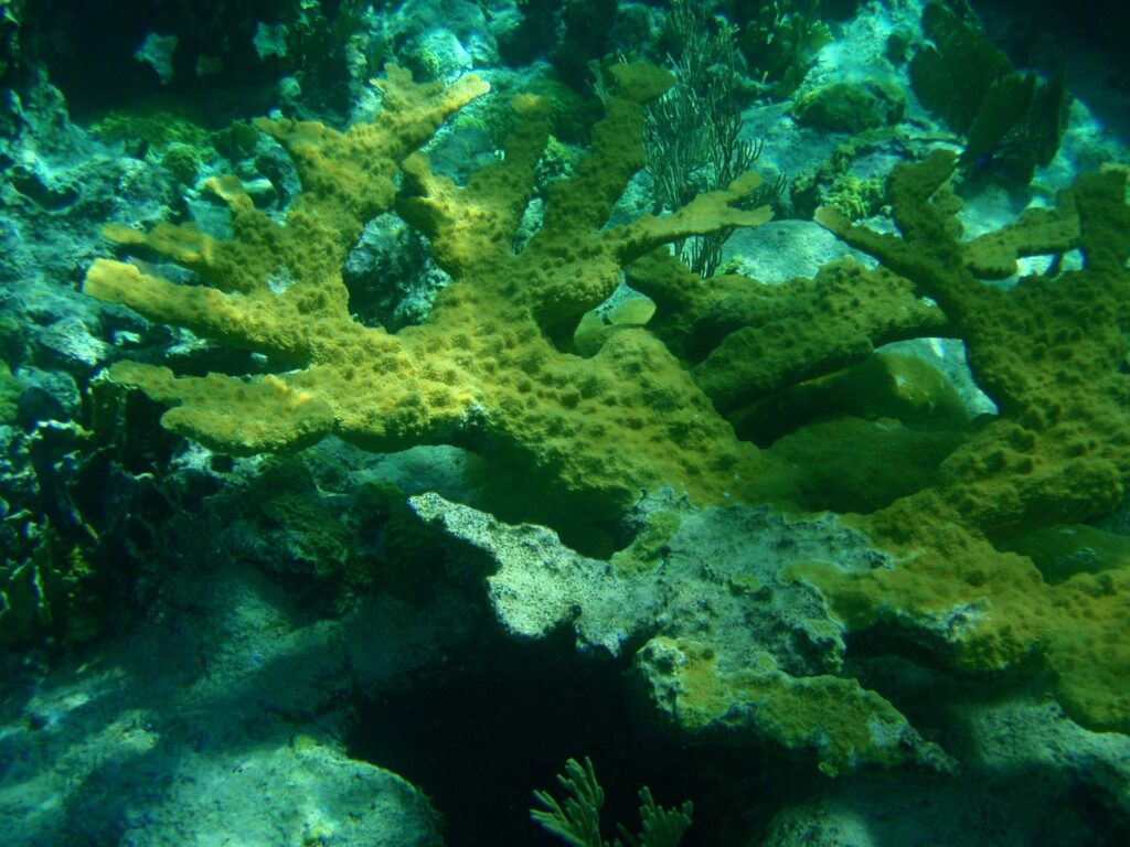Snorkel túra Half Moon Cay-nél