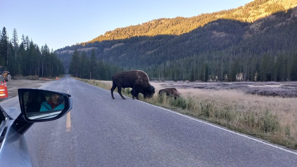 Kék Utazó Autóbérlés Yellowstone Nemzeti Park