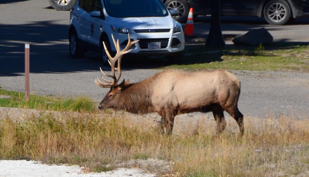 Kék Utazó - Yellowstone Nemzeti Park látnivalók - wapiti szarvas