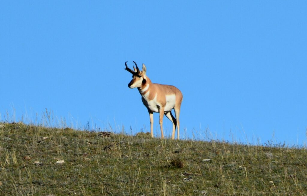 Kék Utazó - Yellowstone Nemzeti Park látnivalók - Villásszarvú antilop (pronghorn)