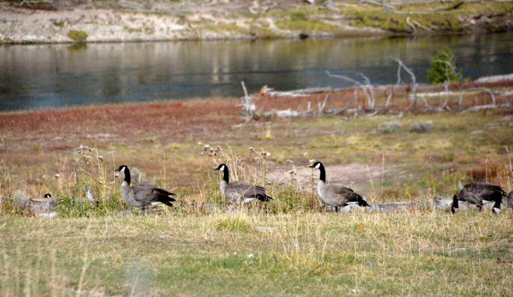 Kék Utazó - Yellowstone Nemzeti Park látnivalók - libák