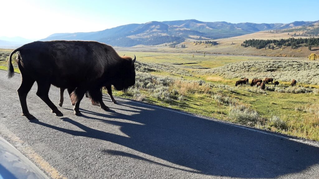 Kék Utazó - Yellowstone Nemzeti Park látnivalók