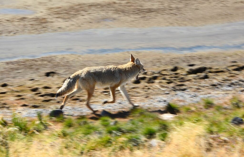 Kék Utazó - Yellowstone Nemzeti Park látnivalók - ásító prérifarkas