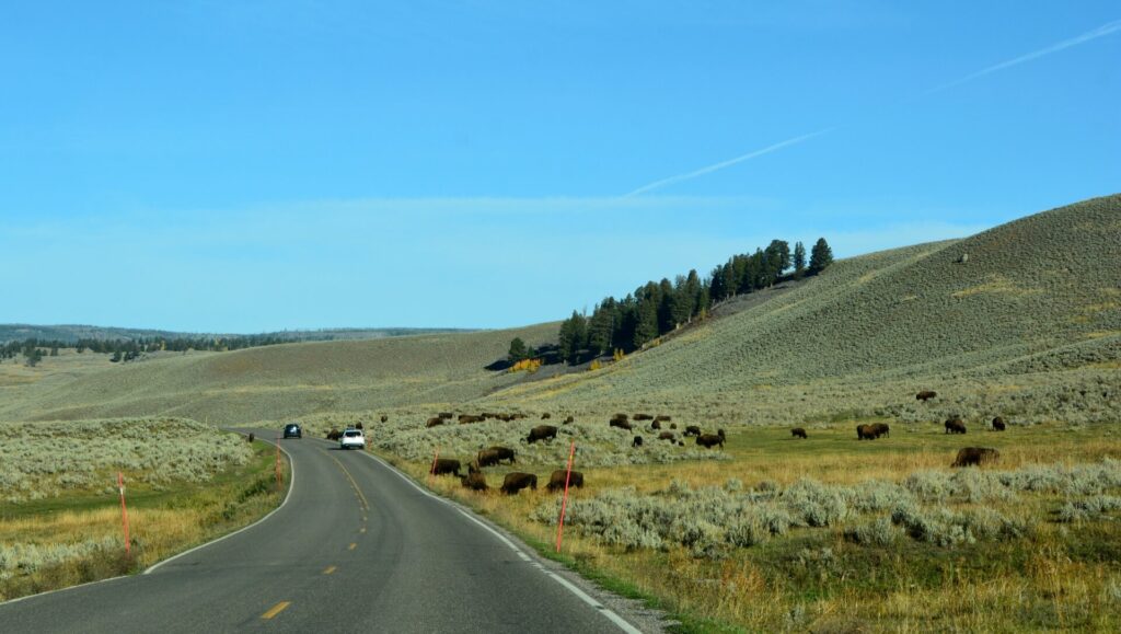 Kék Utazó - Yellowstone Nemzeti Park látnivalók - bölények