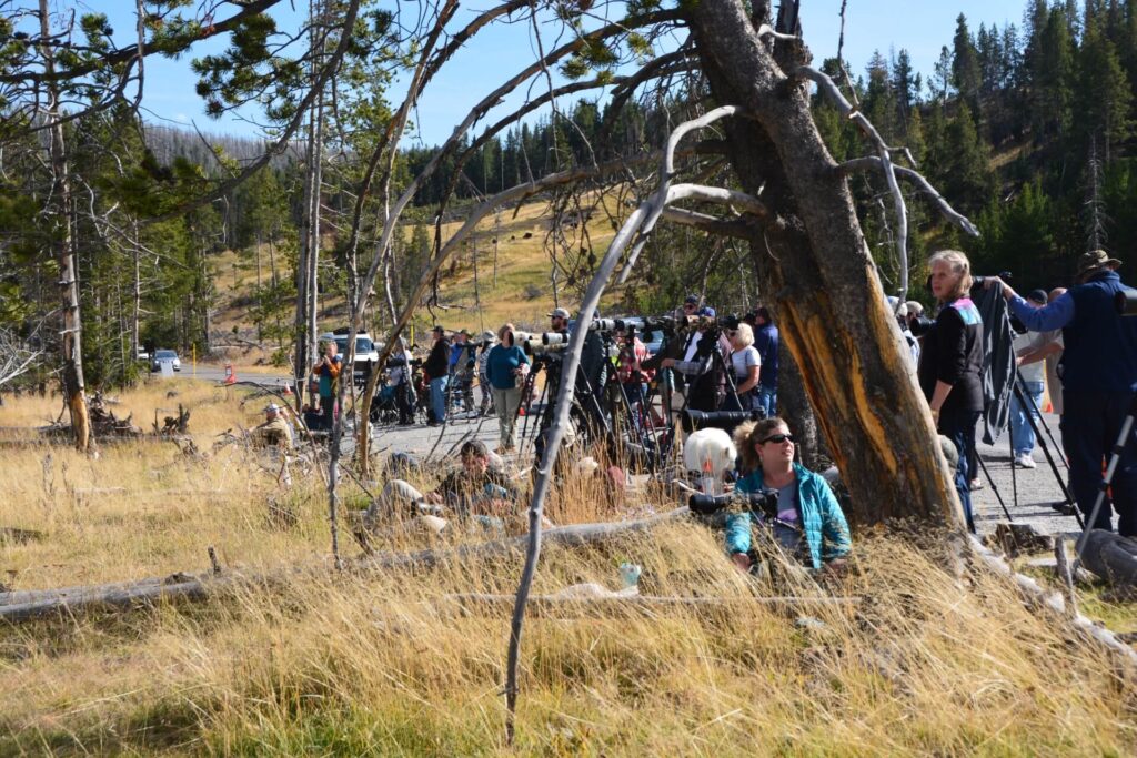 Kék Utazó - Yellowstone Nemzeti Park látnivalók - fotósok az út szélén