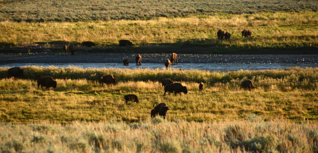 Kék Utazó - Yellowstone Nemzeti Park látnivalók - Lamar Valley