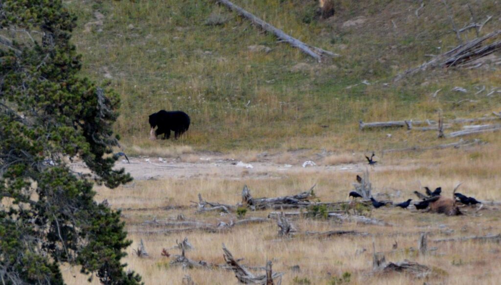 Kék Utazó - Yellowstone Nemzeti Park látnivalók - medve