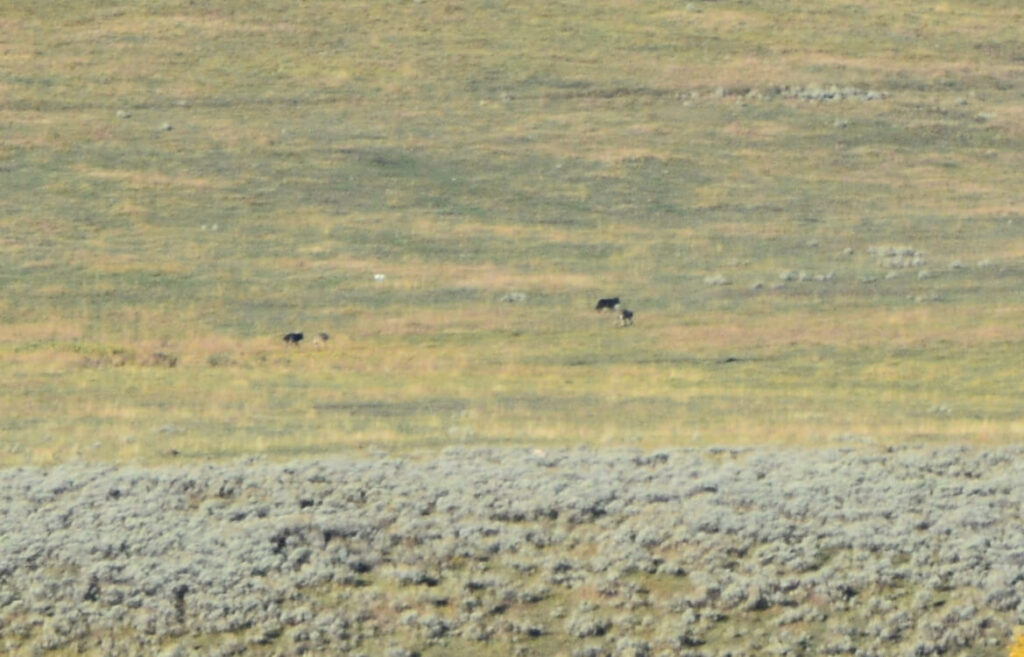 Kék Utazó - Yellowstone Nemzeti Park látnivalók - farkasok a távolban