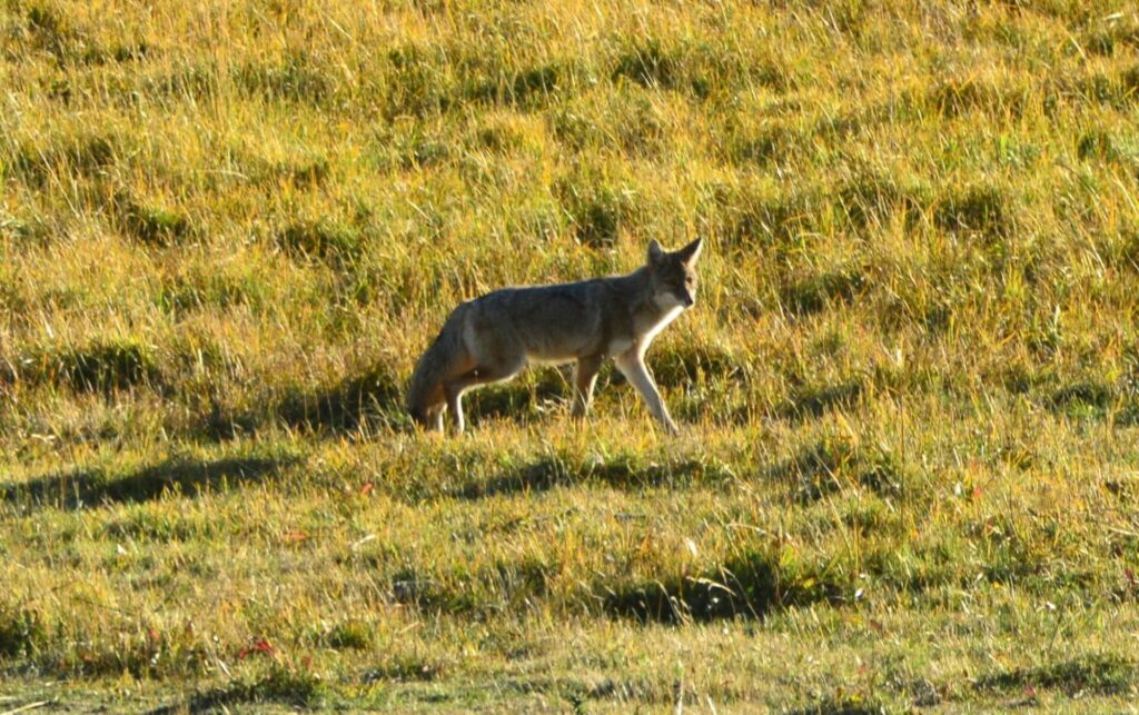 Kék Utazó - Yellowstone Nemzeti Park látnivalók - prérifarkas
