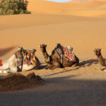 Kék Utazó - Marokkó látnivalók - Erg Chebbi