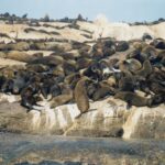 Kék Utazó - Dél-afrikai Köztársaság látnivalók - Fokváros