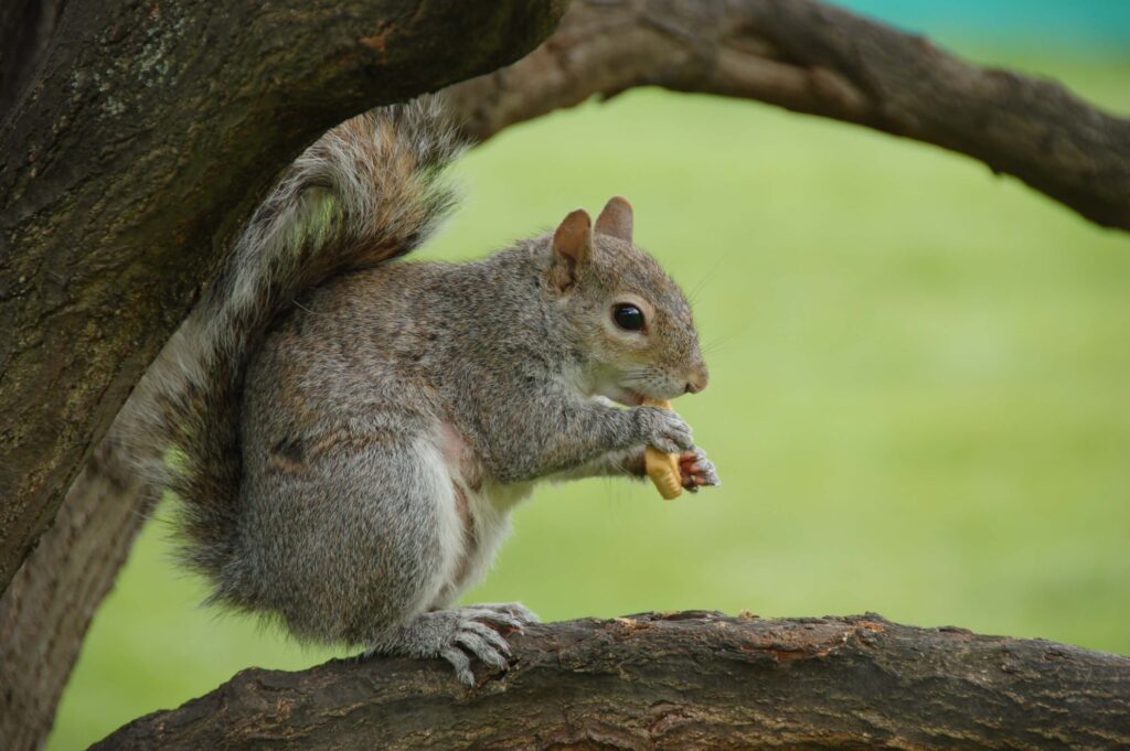 Kék Utazó - Egyesült Királyság látnivalók - London - St. James Park