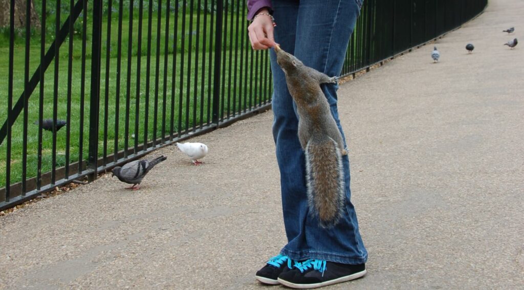 Kék Utazó - Egyesült Királyság látnivalók - London - St. James Park
