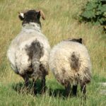 Kék Utazó - Írország látnivalók