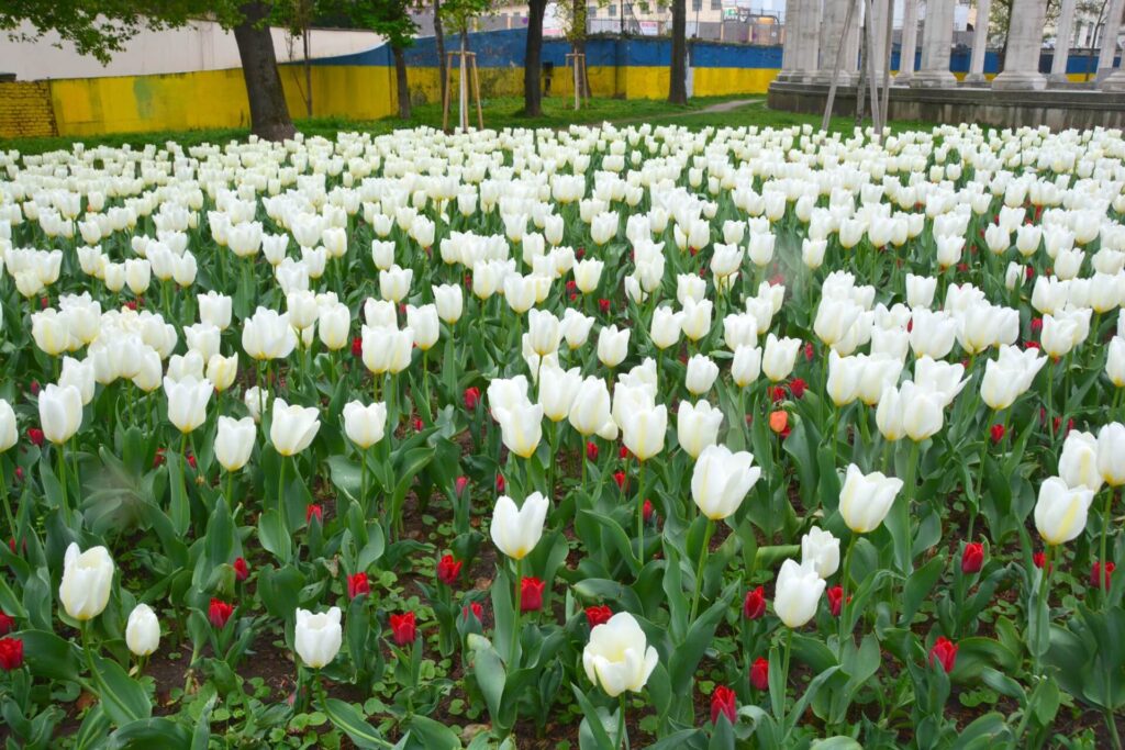 Kék Utazó - 1 nap Bécsben látnivalók