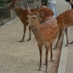 Kék Utazó - Japán látnivalók - Nara