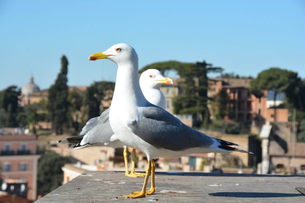 Kék Utazó - Róma látnivalók - Palatinus domb