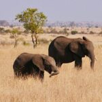 Kék Utazó - Dél-afrikai Köztársaság látnivalók - Kruger Nemzeti Park