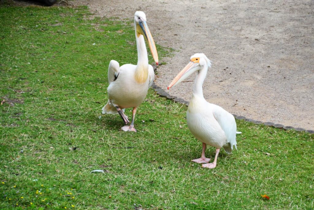 Kék Utazó - Egyesült Királyság látnivalók - London - St. James Park