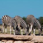 Kék Utazó - Namíbia látnivalók