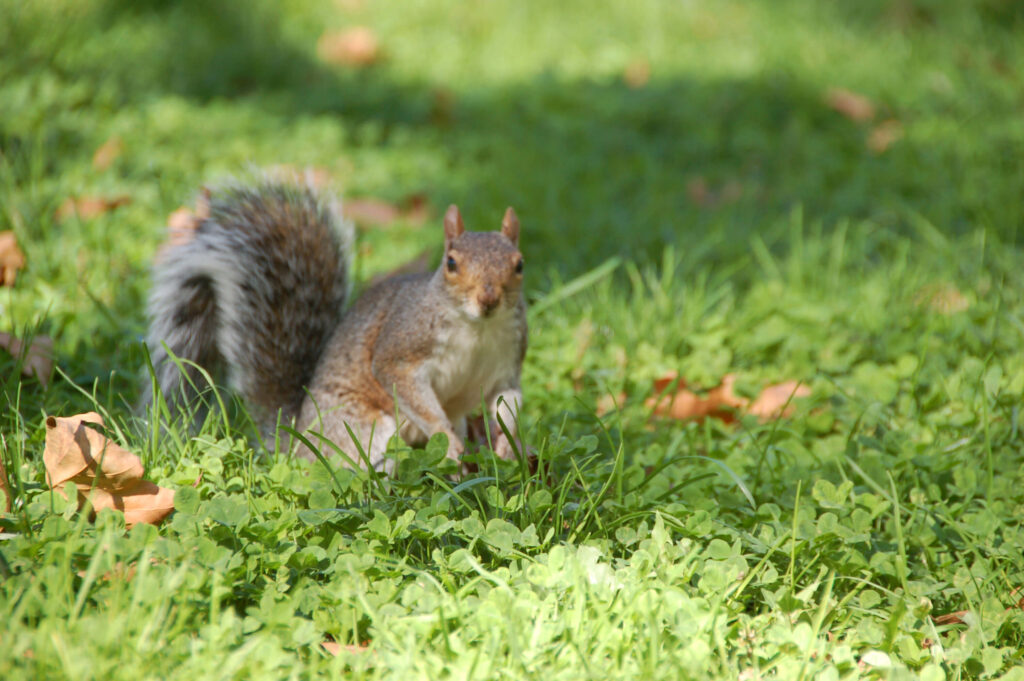 Kekutazo - USA Top 50 látnivaló New Yorkban - Battery Park