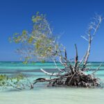 Kék Utazó - Kuba látnivalók - Cayo Jutias