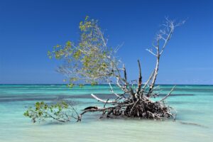 Kék Utazó - Kuba látnivalók - Cayo Jutias