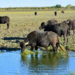 Kék Utazó - Magyarország látnivalók - Alföld - Hortobágy