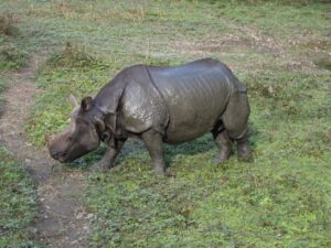Kék Utazó - Nepál - Chitwan Nemzeti Park