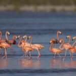 Kék Utazó - Bahamák