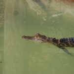 Kék Utazó - USA - Florida - Orlando