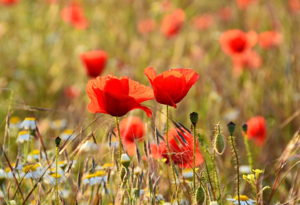 Kék Utazó - munkaszüneti napok 2026 tavasz