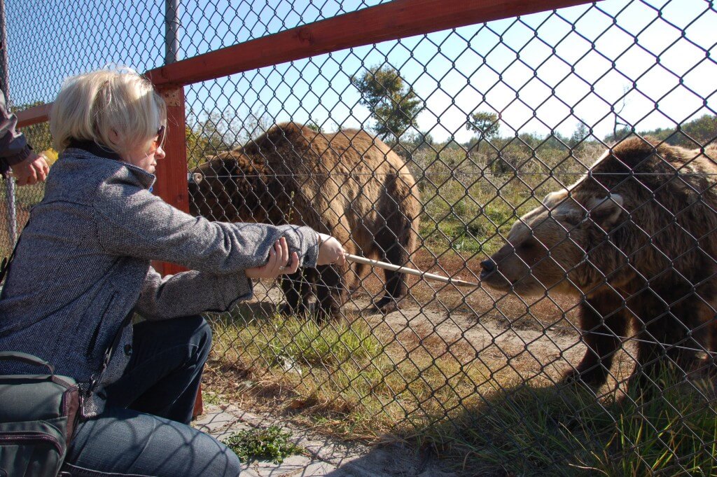 Kék Utazó - Állatkertek, vadasparkok, szafari - Veresegyház Medvefarm