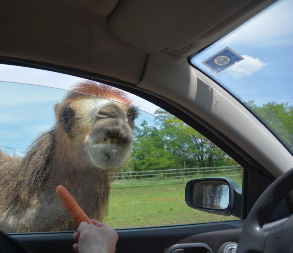 Kék Utazó - Állatkertek, vadasparkok, szafari - Richter autós safari park