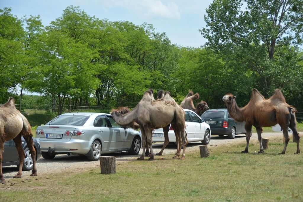 Kék Utazó - Állatkertek, vadasparkok, szafari - Richter autós safari park