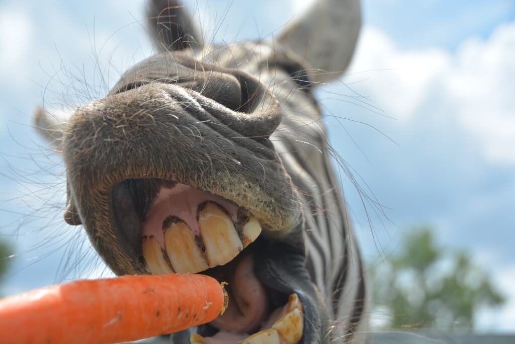 Kék Utazó - Állatkertek, vadasparkok, szafari - Richter autós safari park