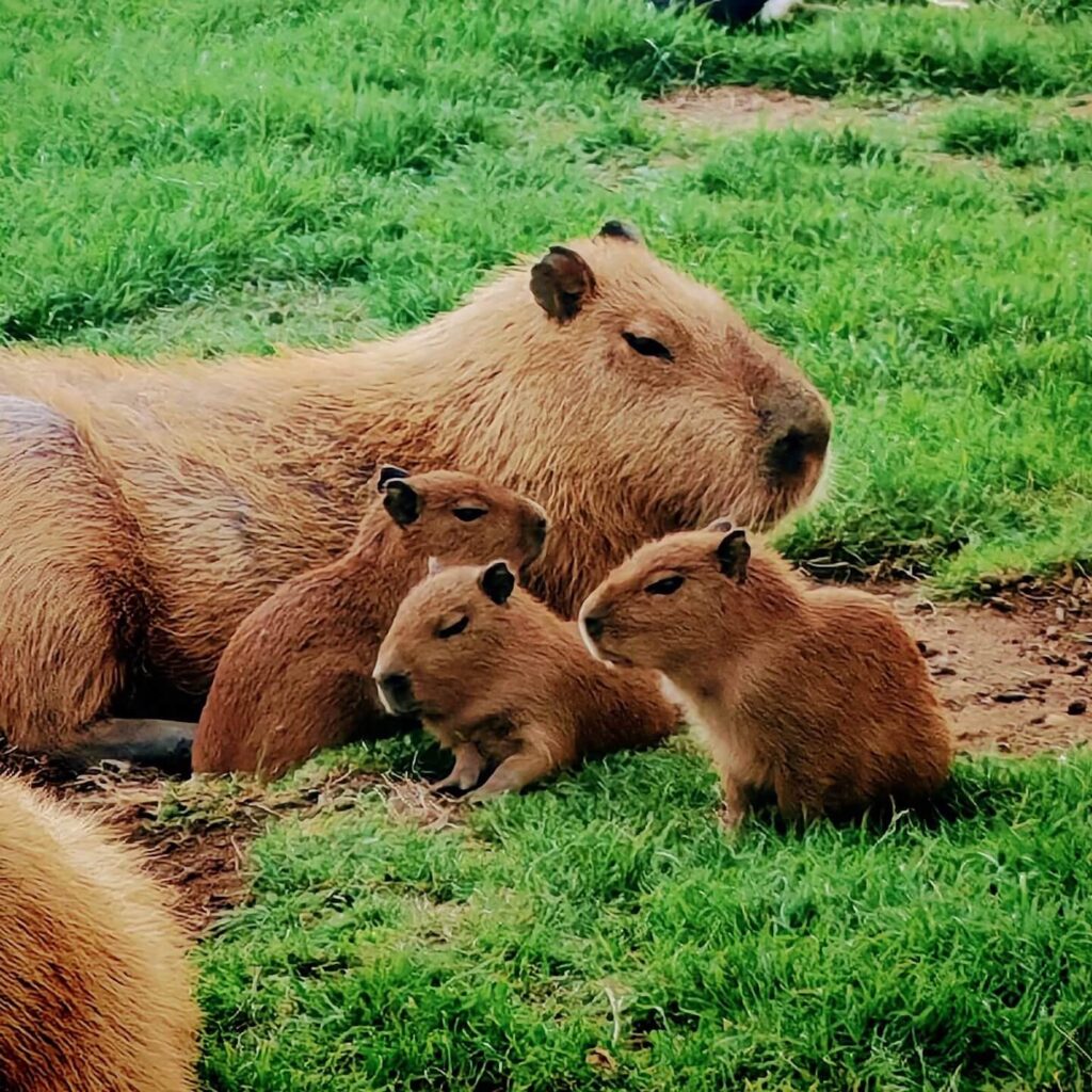 Kék Utazó - Állatkertek, vadasparkok, szafari - Bella Állatpark