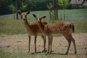Kék Utazó - Állatkertek, vadasparkok, szafari