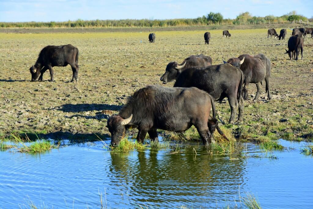 Kék Utazó - Állatkertek, vadasparkok, szafari - Hortobágyi vadaspark