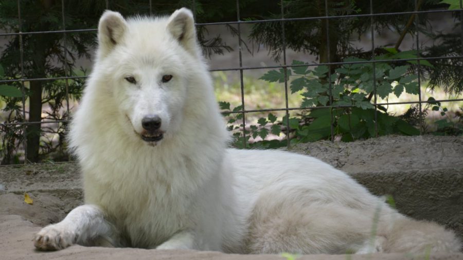 Kék Utazó - Állatkertek, vadasparkok, szafari - Kecskeméti Vadaspark