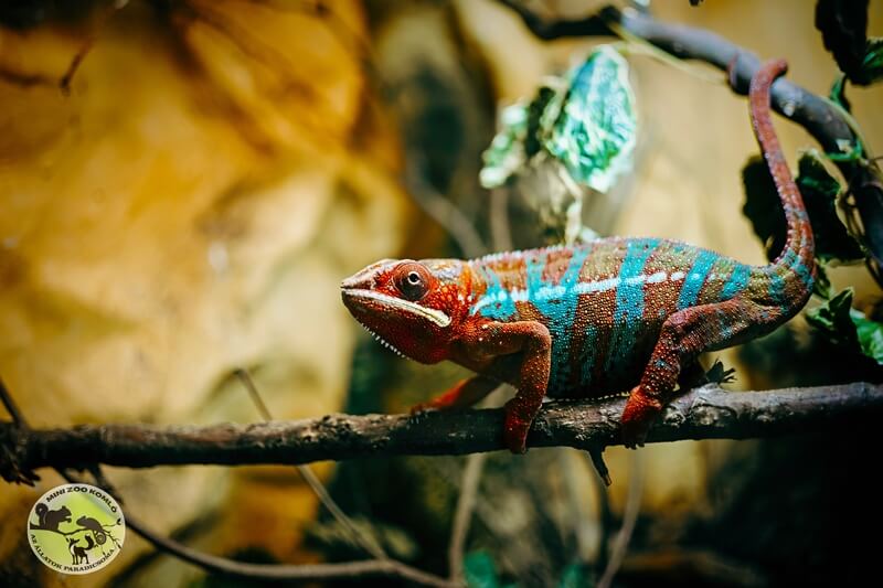 Kék Utazó - Állatkertek, vadasparkok, szafari - Mini Zoo Komló