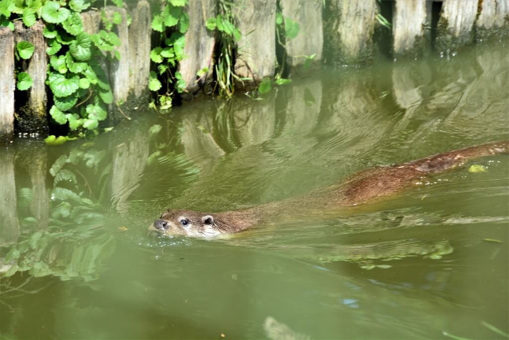 Kék Utazó - Állatkertek, vadasparkok, szafari - Peteshalmi Vidrapark