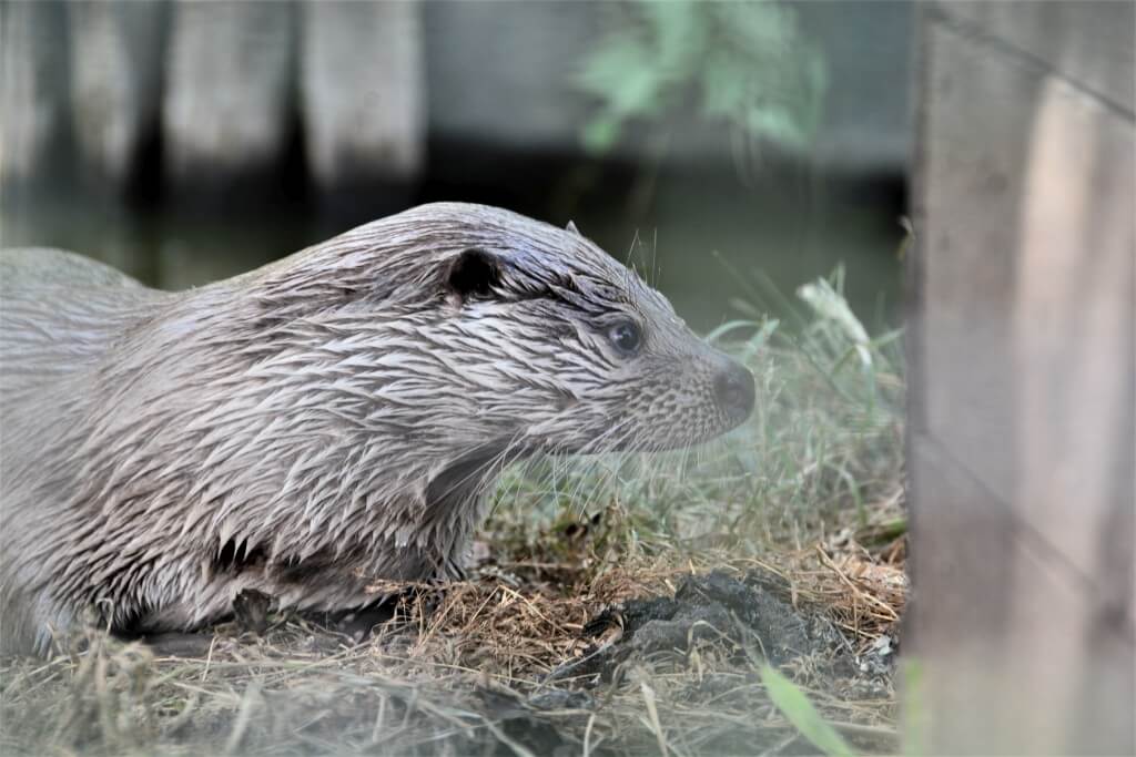 Kék Utazó - Állatkertek, vadasparkok, szafari - Peteshalmi Vidrapark