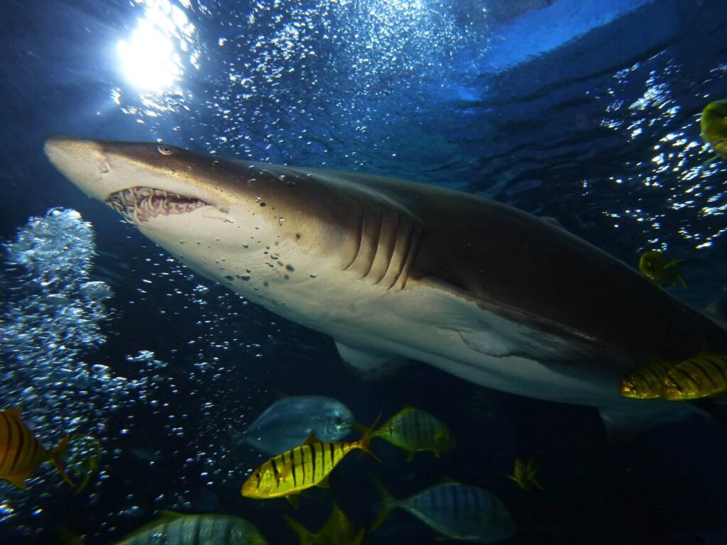 Kék Utazó - Állatkertek, vadasparkok, szafari - Tropicarium
